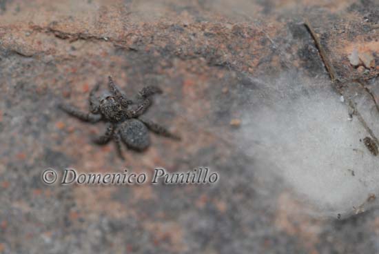 Salticidae